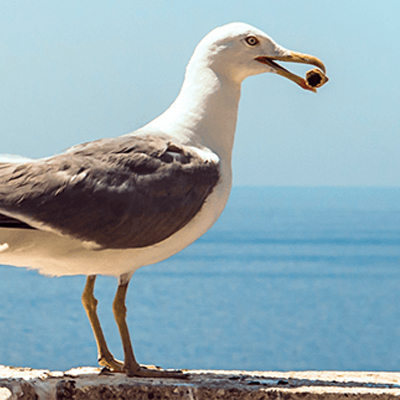pajaro